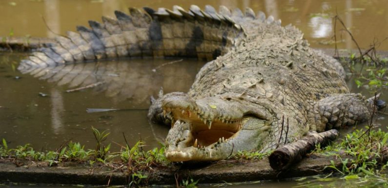 Sinac sin estudios de poblaciones de cocodrilos en Costa Rica