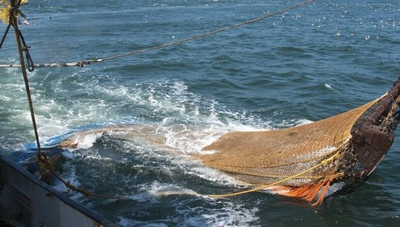 Diputados piden regular la pesca del camarón en Costa Rica