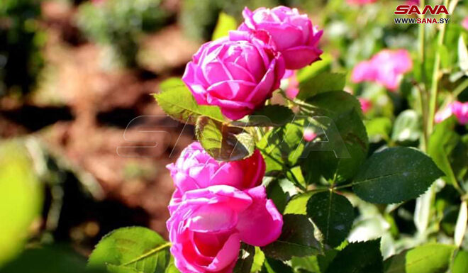 Aumenta el cultivo de la Rosa de Damasco, la reina de las flores, en Hama