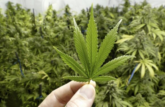 Proyecto para Legalizar Marihuana en discusión