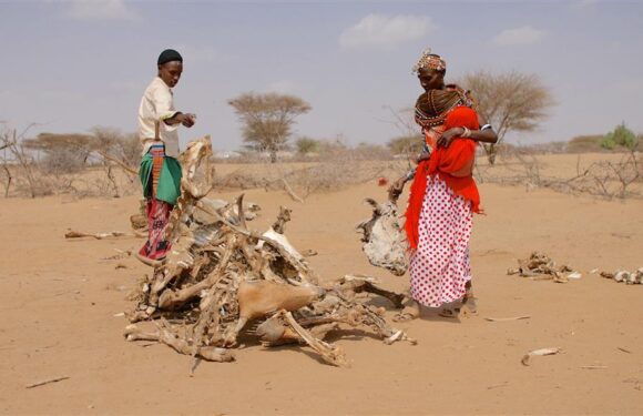 Inseguridad alimentaria, una espada de Damocles sobre África, Hambruna, Pobreza y desnutrición.