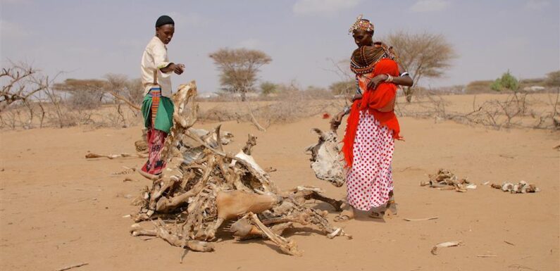 Inseguridad alimentaria, una espada de Damocles sobre África, Hambruna, Pobreza y desnutrición.