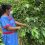 INDIGENA PANAMA CAFE EN CR